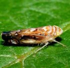 Vérdíj az amerikai szőlőkabóca fejére