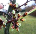 Zsigó György – Hasznos közlendők kertbarátoknak – 2016/1