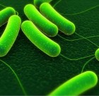 Vegyszerek helyett gomba és baktériumbarátokkal