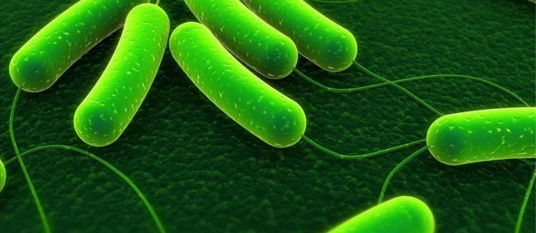 Vegyszerek helyett gomba és baktériumbarátokkal