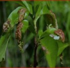 Zsigó György – Hasznos közlendők kertbarátoknak – 2016/4