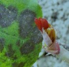 Zsigó György – Időszerű növényvédelmi teendők a közterületeken – 2016/1