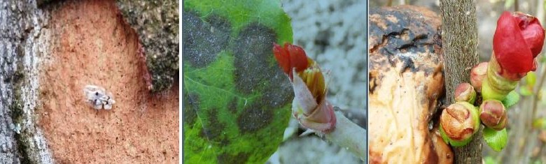 Zsigó György – Időszerű növényvédelmi teendők a közterületeken – 2016/1