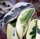 Újrakezdés metszőolló segítségével