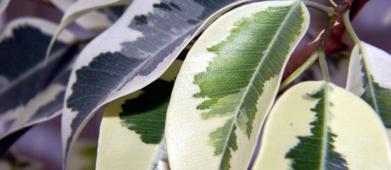 Újrakezdés metszőolló segítségével