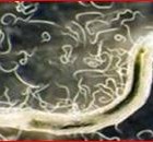 KEDVENC TALAJLAKÓ SZÖRNYECSKÉINK