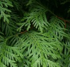 Most nyeshető a tuja