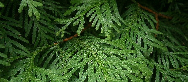 Most nyeshető a tuja