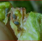 Zsigó György – Hasznos közlendők kertbarátoknak – 2016/6