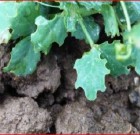 Zsigó György – Hasznos közlendők kertbarátoknak – 2016/7