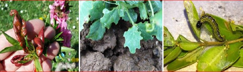 Zsigó György – Hasznos közlendők kertbarátoknak – 2016/7