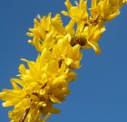 A díszcserjéket általában virágzás után ajánlott metszeni