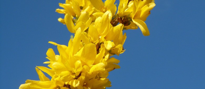 A díszcserjéket általában virágzás után ajánlott metszeni