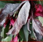 Zsigó György – Időszerű növényvédelmi teendők a közterületeken – 2016/3