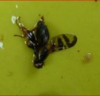 Zsigó György – Hasznos közlendők kertbarátoknak – 2016/8