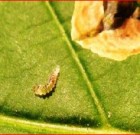 Zsigó György – Időszerű növényvédelmi teendők a közterületeken – 2016/4