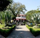 A kánikulában nyomulhatnak a pálmák