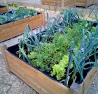 Mindig az otthoni zöldség győz