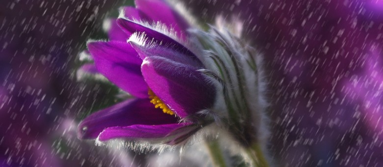 Az agyagásvány és a szapora  eső