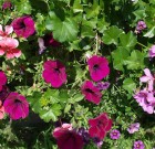 A fagyok után bátrabban