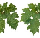 A növények szakácsa az ügyes kertész