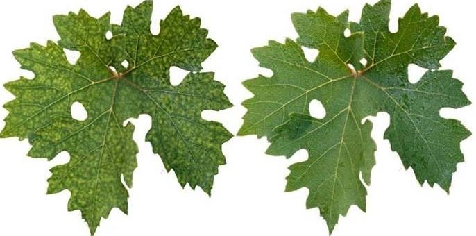 A növények szakácsa az ügyes kertész