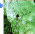 Zsigó György – Hasznos közlendők kertbarátoknak – 2016/13