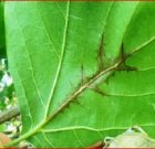 Zsigó György – Időszerű növényvédelmi teendők a közterületeken – 2016/5