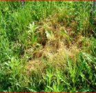 Időszerű növényvédelmi teendők a közterületeken – 2016/6