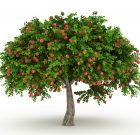 A kajszit a törökök hozták