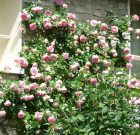 Újat a megunt kert helyébe