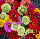 Mindent túlélő ciniák