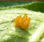 Zsigó György – Hasznos közlendők kertbarátoknak – 2016/11