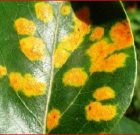 Zsigó György – Hasznos közlendők kertbarátoknak – 2016/10