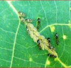 Zsigó György – Hasznos közlendők kertbarátoknak – 2016/14