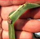 Zsigó György – Hasznos közlendők kertbarátoknak – 2016/15