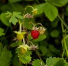 Hegy, völgy gyümölcsei