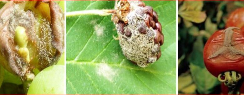 Zsigó György – Hasznos közlendők kertbarátoknak – 2016/16