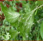 Zsigó György – Hasznos közlendők kertbarátoknak – 2016/17