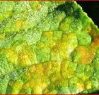 Zsigó György – Hasznos közlendők kertbarátoknak – 2016/18