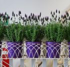 Növények és tartóik