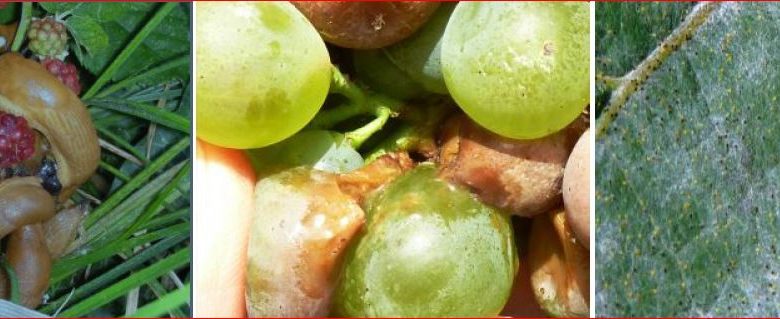 Zsigó György – Hasznos közlendők kertbarátoknak – 2016/20