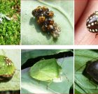 Zsigó György – Hasznos közlendők kertbarátoknak – 2016/21