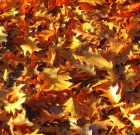 Indul az őszi hajrá