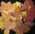 Budapesten hiánycikk lett a zöldhulladék-zsák