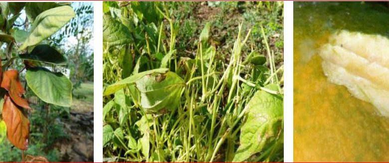 Zsigó György – Hasznos közlendők kertbarátoknak – 2016/22