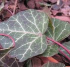 Levélfaló borostyán