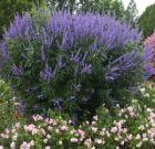 Csalfaságról és meddőségről mesél a barátcserje