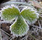 Horkolnak a növények