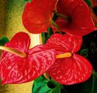 Kopasz virgácsok helyett